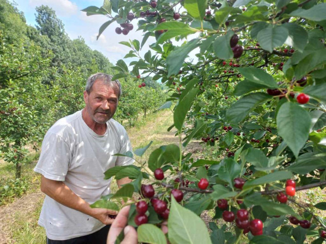 Enes Pandžić iz Gradačca godišnje proda oko šest tona višnje na domaćem tržištu