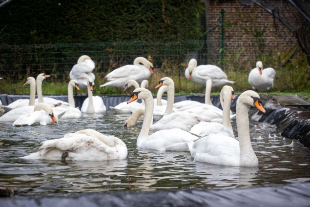 Belgija bilježi nagli porast slučajeva ptičje gripe: vlasti upozoravaju na oprez