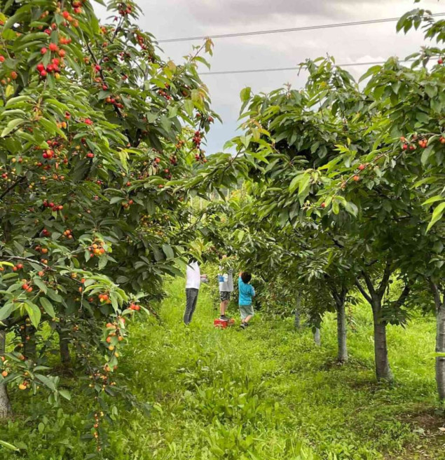 Brčko distrikt - Dobar rod trešnje