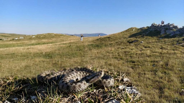 Od početka sezone 12 ugriza zmija otrovnica, najčešće stradaju poljoprivrednici