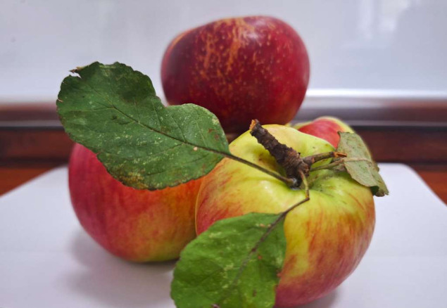 Njeno veličanstvo jabuka - Simbol zdravlja, ljepote i ljubavi