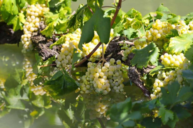 Poplavljena polja u Vrgorcu
