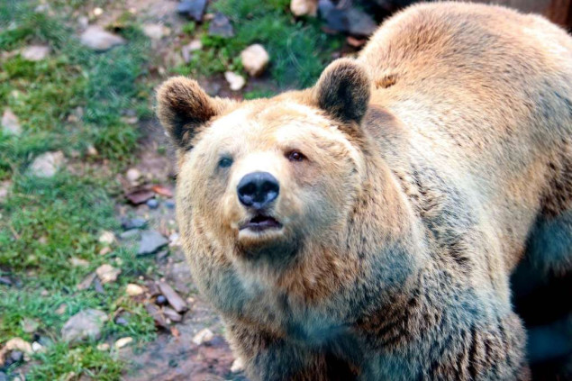 Berilo: Na zaštiti lovnih staništa i divljači u KS malo se šta čini