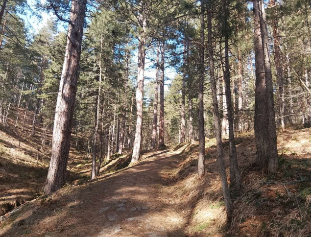 Zbog šumskih krađa počiniocima izrečene novčane kazne od 50 do 500 maraka