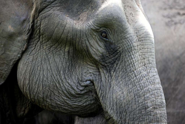 Voz naletio na krdo slonova u Indiji, uginulo ih sedam