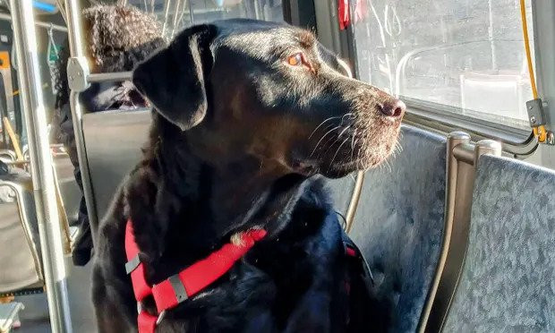 'Ikona Seattlea': Uginuo pas koji se sam vozio autobusom do parka