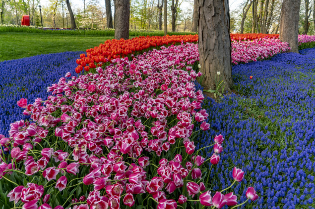 Proljeće u Istanbulu u znaku tulipana