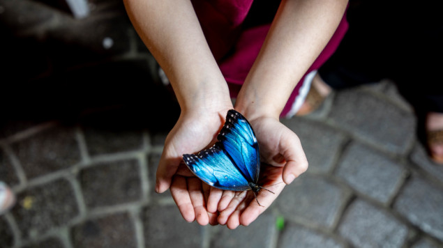 UAE: Natkrivena Bašta leptira u Dubaiju najveća na svijetu