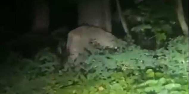 Građani dijelova Berlina upozoreni da zbog odbjegle lavice ne napuštaju domove