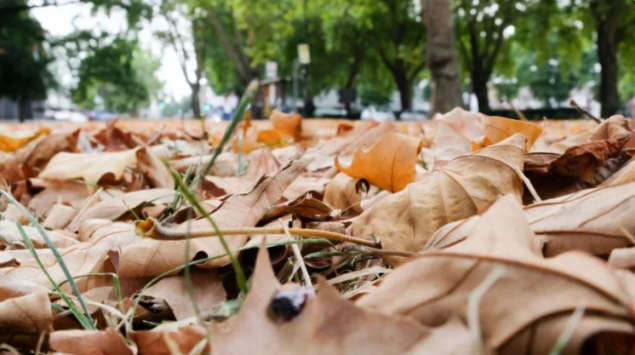 U Velikoj Britaniji zbog toplotnih talasa i suša nastupila lažna jesen