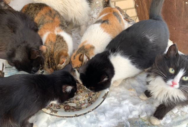 Kineska policija spasila 1.000 mačaka, otkrivena nezakonita trgovina mačjim mesom