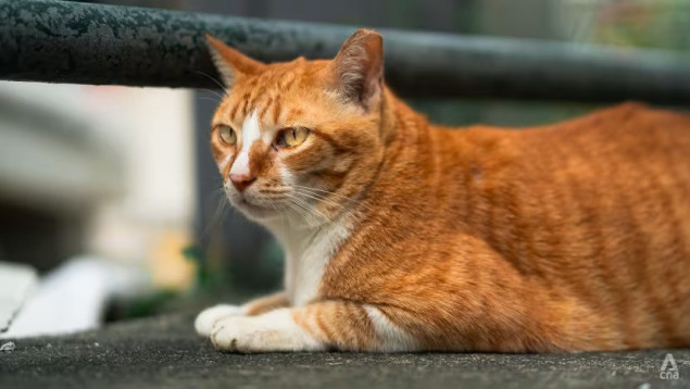 Južnokorejac osuđen na 14 mjeseci zatvora zbog ubijanja 76 mačaka