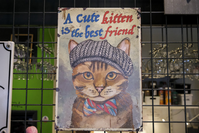 Kafić za mačke u Briselu: Spašavaju ih s ulice i traže novi dom