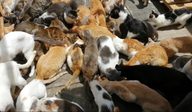 Žena u Keniji živi u kući sa više od 500 mačaka