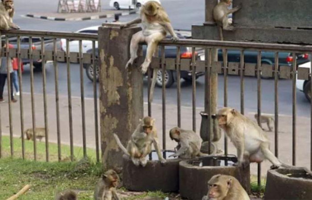 Sve ozbiljniji napadi majmuna u Yamaguchiju
