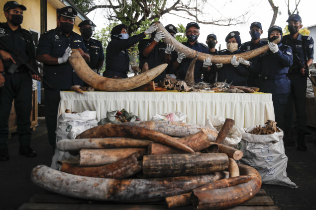 Malezija zaplijenila kljove i životinjske kosti vrijedne 18 miliona dolara
