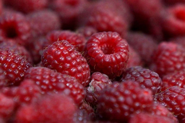 Malinari u USK-u u neizvjesnosti zbog pada otkupne cijene maline