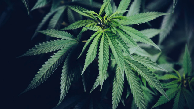 Hrvatski sabor odbio prijedlog o legalizaciji uzgoja marihuane