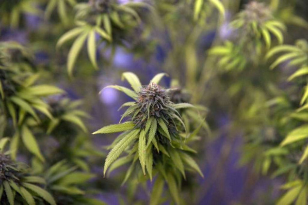 U porodičnoj kući u Mostaru pronađeno više desetina stabljika marihuane