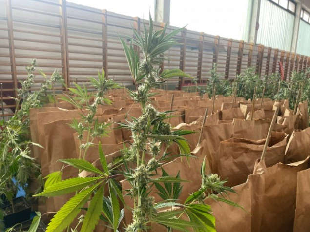 Na području Bijeljine pronađena laboratorija za proizvodnju i uzgoj indijske konoplje