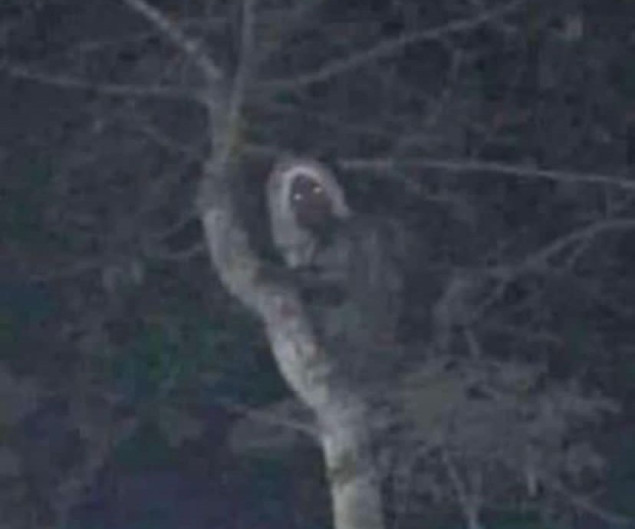 Meksički predsjednik objavio fotografiju onog za šta tvrdi da je vilenjak Maya