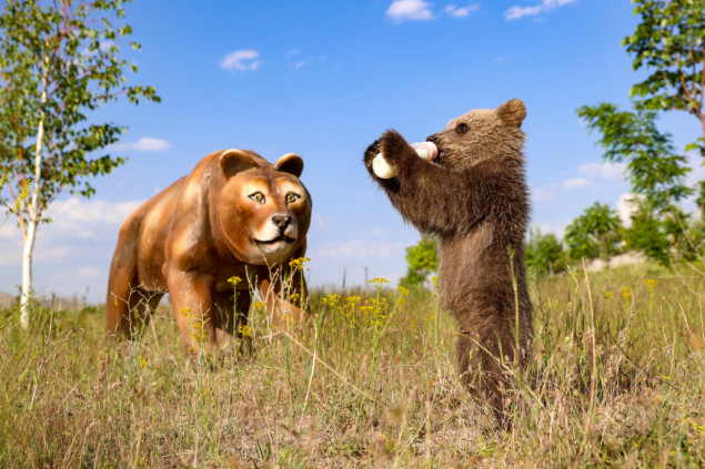 Medvjedić koji je preživio gubitak majke našao sigurno utočište