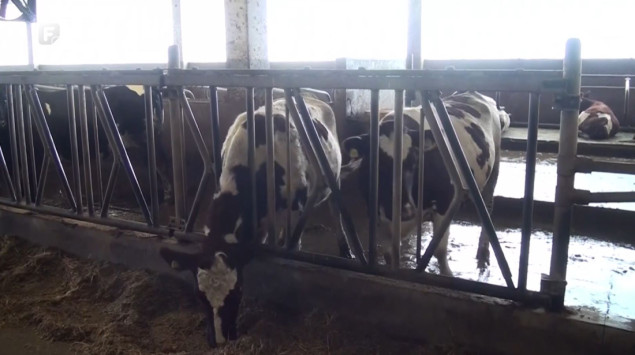 Mljekari u RS-u nezadovoljni iznosom premije: Naši troškovi su veći, ovo nije dovoljno