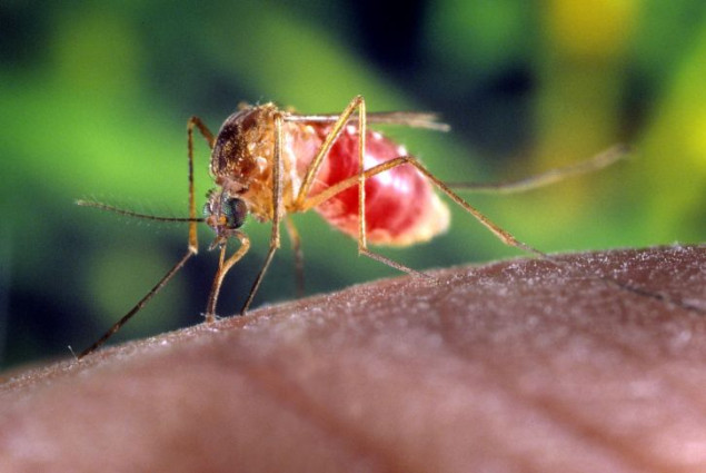 Kina se bori protiv nove virsune epidemije, Čikungunju šire komarci