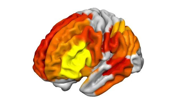 Duboki učinak psihodeličnog napitka ayahuasce otkriven skeniranjem mozga