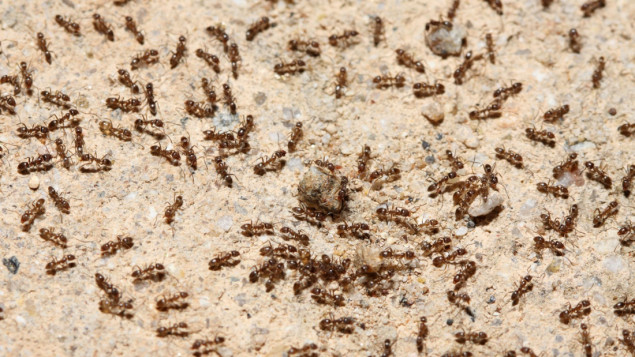 Na Zemlji živi oko 20 bilijardi mrava