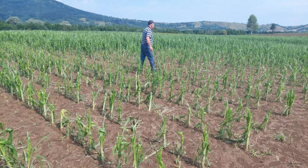 Nevrijeme praćeno gradom pričinilo velike štete na usjevima u Sanskom Mostu