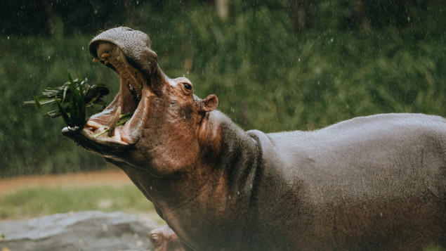 Uklanjanje 70 nilskih konja Pabla Escobara koštat će Kolumbiju 3,5 miliona dolara