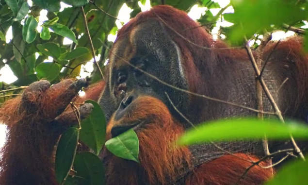 Prvi put: Orangutan viđen kako liječi ranu ljekovitim biljem