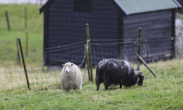 Farska ostrva: Država sa više ovaca nego ljudi