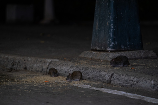 Pacovi postali noćna mora u New Yorku