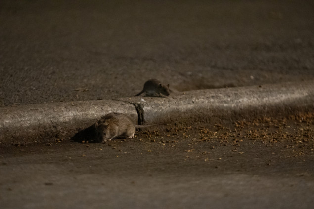 Njujorčani zabrinuti zbog sve masovnije pojave pacova u gradu