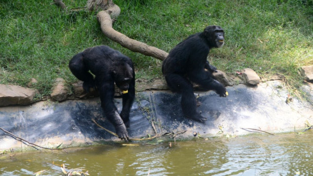 Nakon bijega iz zoološkog vrta ubijene dvije čimpanze