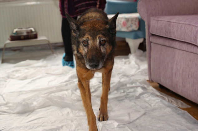 Mješanac njemačkog ovčara kandidat za titulu najstarijeg psa na svijetu