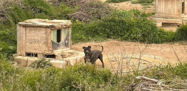 Split: Uhapšen muškarac koji je držao i zlostavljao dva vuka i 67 pasa