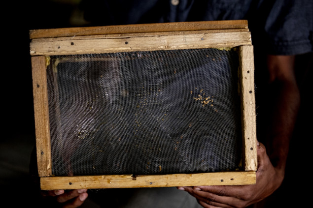 Bolesnici u Sudanu sve češće pribjegavaju liječenju pčelinjim ubodima