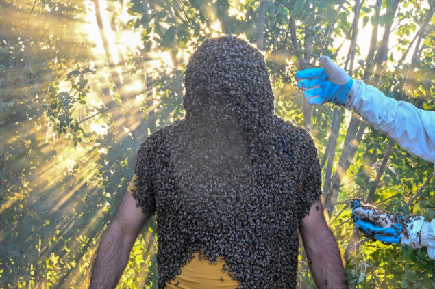 Na putu ka Guinnessu: Turski pčelar se želi prekriti sa 65 kilograma pčela