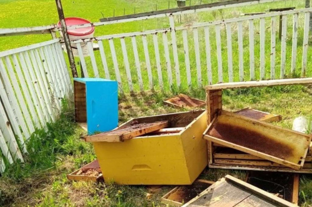 Medvjedi nanose velike štete pčelarima na području općine Kupres