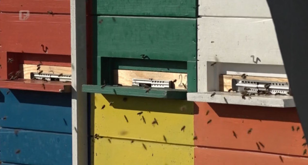 Pčelari u Republici Srpskoj ne pamte lošiju godinu: Primorani da prihranjuju pčele