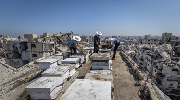 Rat mu je uništio više od 400 košnica, ali nije ugasio nadu: Palestinski pčelar ponovo gradi život u Gazi