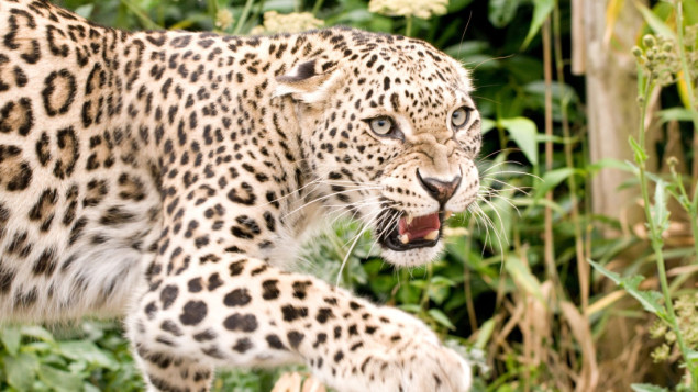 U ZOO vrtu na Paliću: leopard usmrtio ženku a zmija majmuna