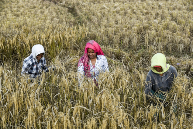Počela žetva pirinča u Indiji