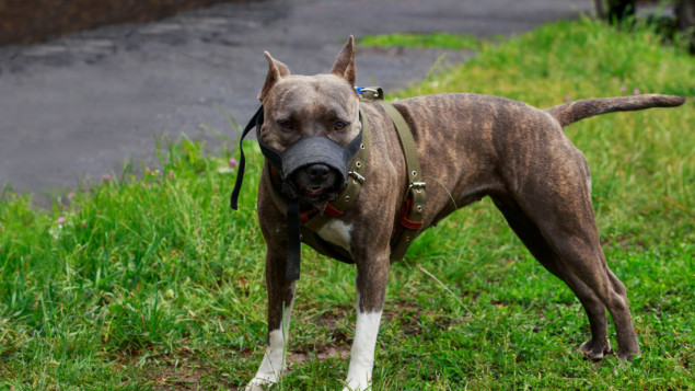 Osmogodišnji dječak preminuo u napadu pit bulla