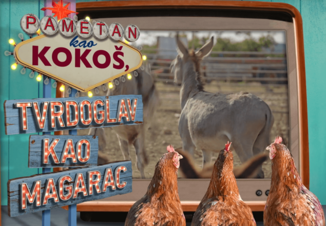 Pametan kao kokoš, tvrdoglav kao magarac