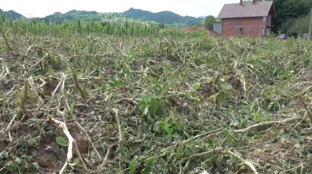 Vremenske nepogode pričinile ogromnu štetu i u Podrinju: Usjevi uništeni od 90 do 100 %