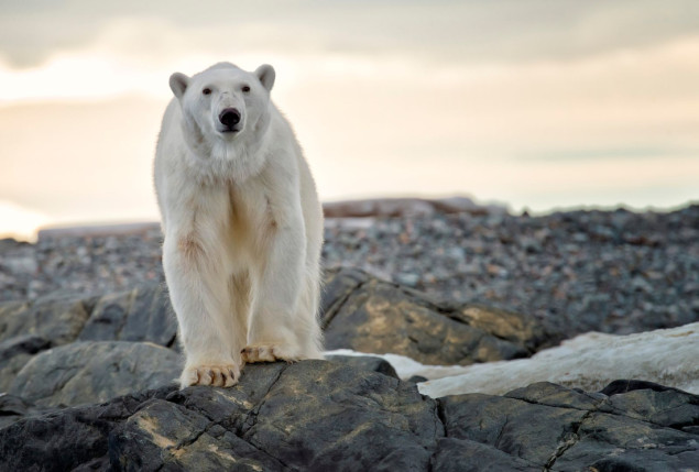 Na Aljasci polarni medvjed ubio ženu i dijete